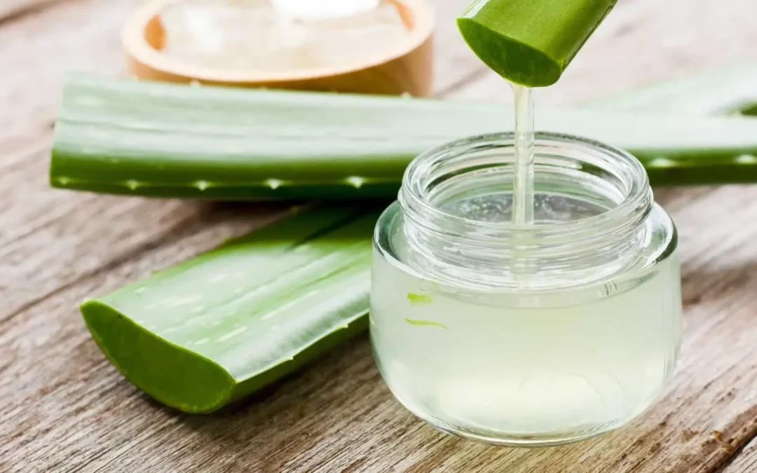 Aloe vera & cheveux bouclés : idéal pour hydrater et protéger